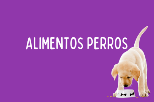 Alimento Perro