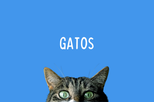 Veterinaria Gatos